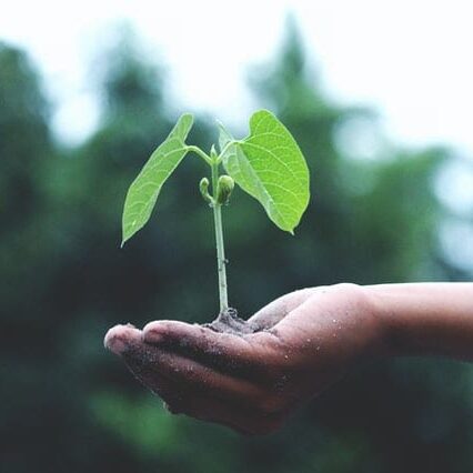 holding a seed